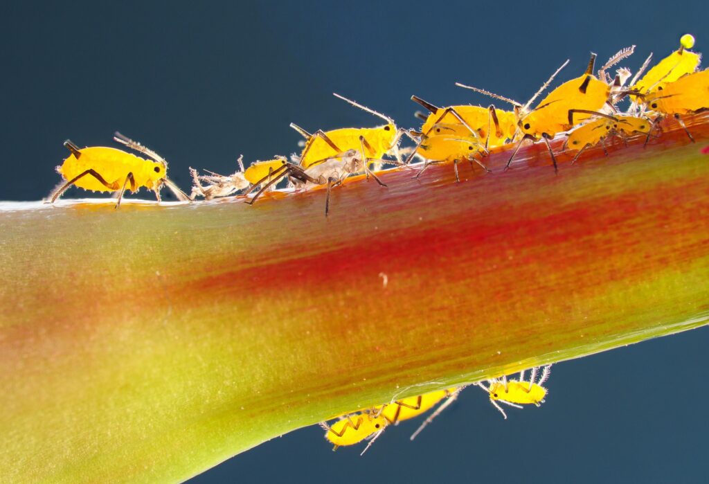 Aphids are most common pests attacking young plants