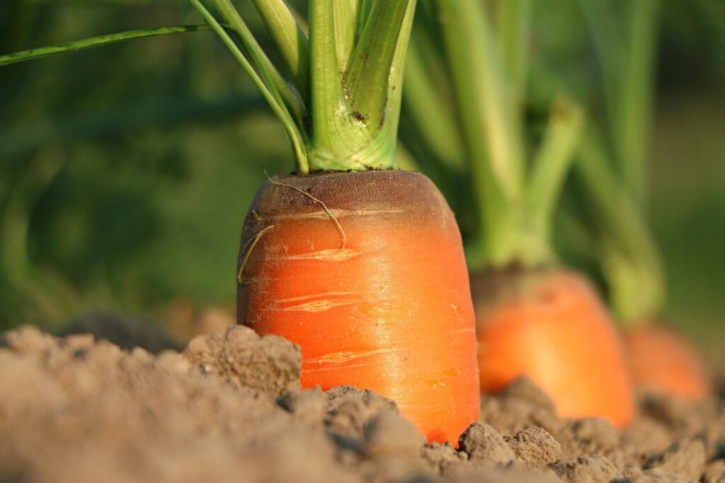 Some vegetables are easy to grow