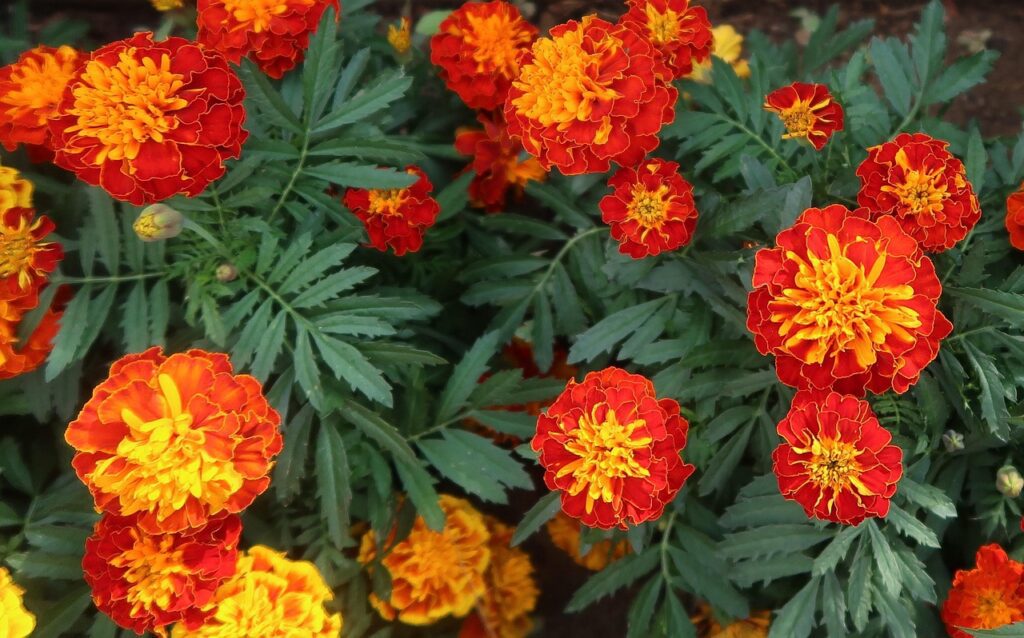 Marigolds are some of the easiest flowers to grow for beginners