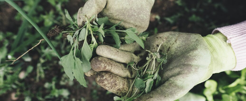 Beginner's guide to gardening and FAQs