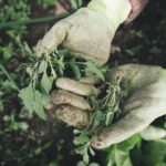 Beginner's guide to gardening and FAQs