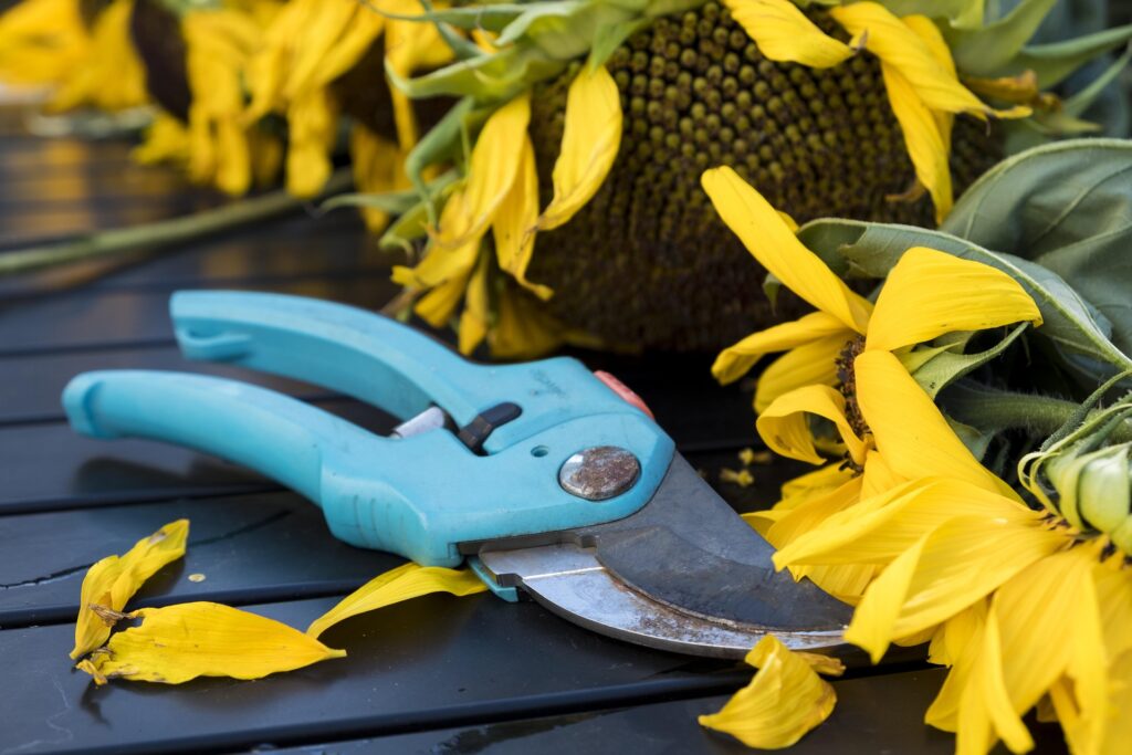 pruning is essential for continued plant growth