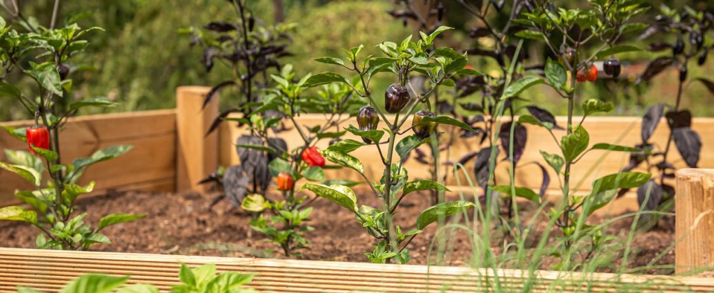 A beginner's guide to gardening with tips and FAQs