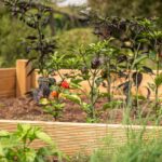 A beginner's guide to gardening with tips and FAQs