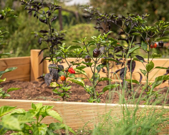 A beginner's guide to gardening with tips and FAQs