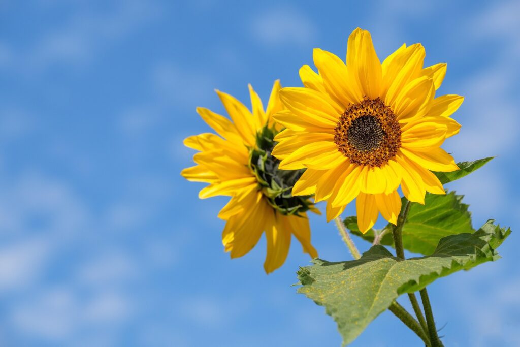 Sunflowers are easy to grow as beginners