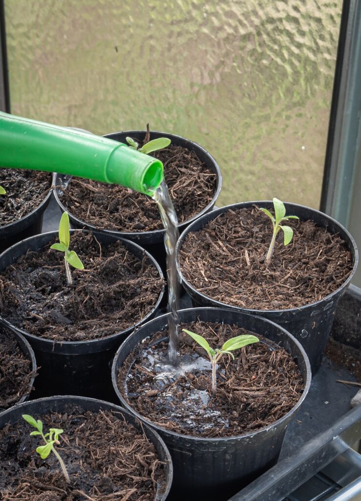 Watering your plants